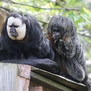 Pair of White-faced sakis