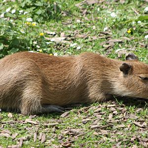 Young Capybara