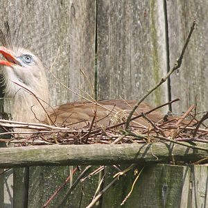 Red-legged seriema