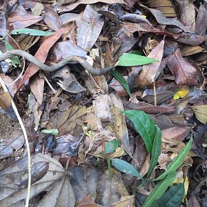 Spot the chameleons ;)