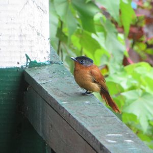 Madagascar paradise flycatcher