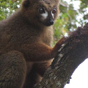 Red-bellied lemur