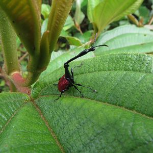 Giraffe  weevil