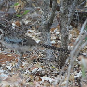 Long-tailed ground roller