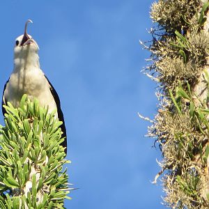 Sickle-billed vanga