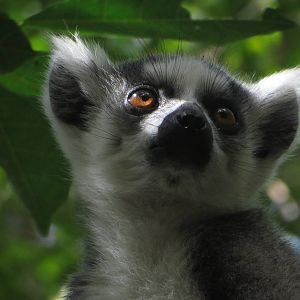 Ring-tailed lemur