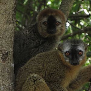 Red-fronted brown lemur
