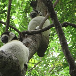 Verreaux sifaka