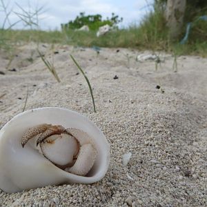 Hermit crab