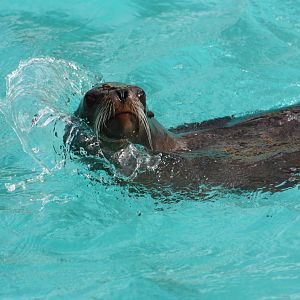 Californian Sealion, 30th September 2014