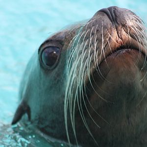 Californian Sealion, 30th September 2014
