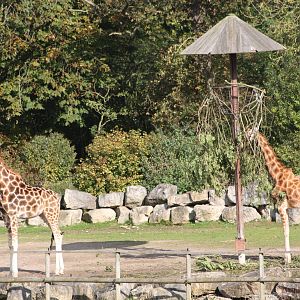 Hybrid Giraffes released to browse, 30th September 2014