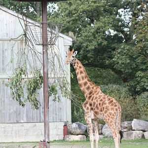 Hybrid Giraffes released to browse, 30th September 2014