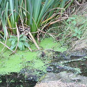 A reminder of the Pelican Pool, 30th September 2014