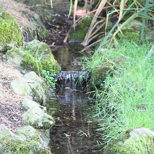 A reminder of the Pelican Pool, 30th September 2014
