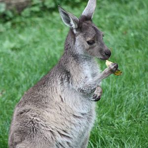 Western Grey Kangaroo, 30th September 2014