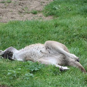 Western Grey Kangaroo, 30th September 2014
