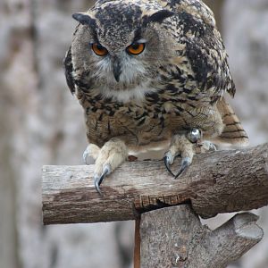 Neo, 30th September 2014