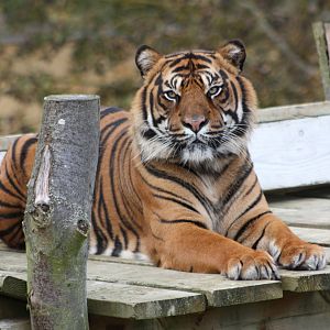 Sumatran Tiger, 30th September 2014