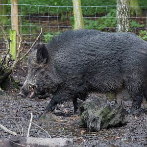 Wild boar : Wildwood : 16 Oct 2014