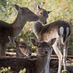Fallow deer : Wildwood : 16 Oct 2014
