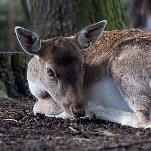 Fallow deer : Wildwood : 16 Oct 2014