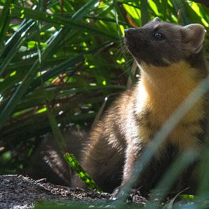 Pine marten : Wildwood : 16 Oct 2014