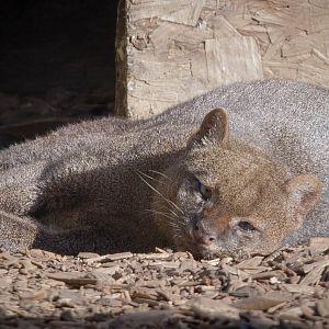 Jaguarundi : Hamerton : 27 Sep 2014