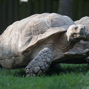 African spurred tortoise : Hamerton : 27 Sep 2014