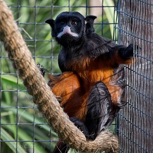 Red-bellied tamarin : Hamerton : 27 Sep 2014