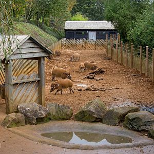 Red river hog (exhibit) : Colchester : 18 Oct 2014