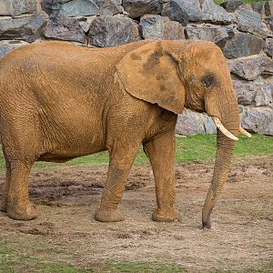 African elephant : Colchester : 18 Oct 2014