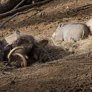 Warthog : Colchester : 18 Oct 2014