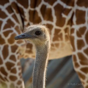 Ostrich : Colchester : 18 Oct 2014