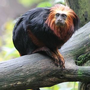 Golden-headed lion tamarin