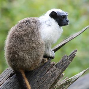 Pied tamarin