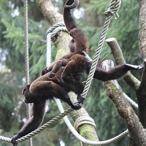 Woolly monkey with young