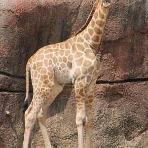 Young Giraffe