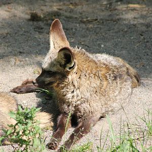 Bat-eared fox