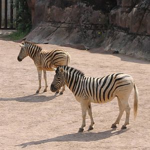 Zebras