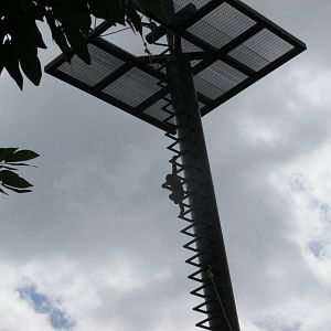 ruta orangutan  guadalajara zoo