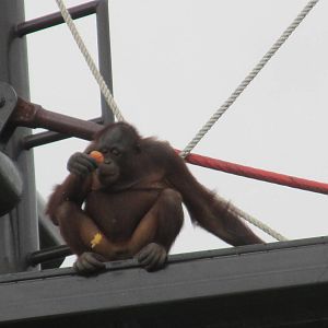ruta orangutan  guadalajara zoo