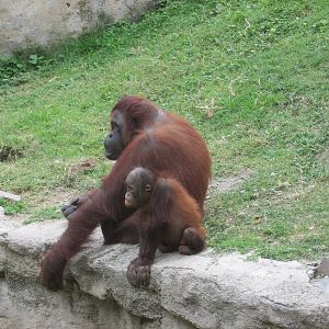 ruta orangutan  guadalajara zoo