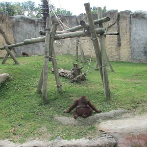 ruta orangutan  guadalajara zoo