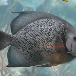 Grey angelfish