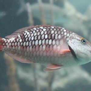 Stoplight parrotfish