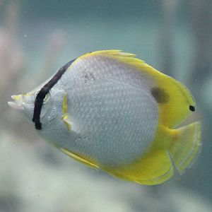 Spotfin butterflyfish