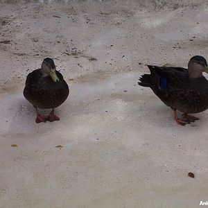 American Black Duck (Anas rubripes)