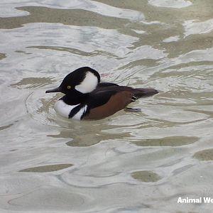 Hooded Merganser (Lophodytes cucullatus)