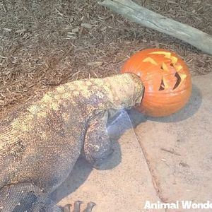 Komodo Dragon (Varanus komodoensis)